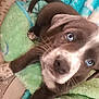 puppy, dog, blue_eyes, blanket, soft_texture, close_up, pet, cute, young, animal, indoor, fur, whiskers, curious, lying_down, brown_fur, white_markings, paw, nose, tail