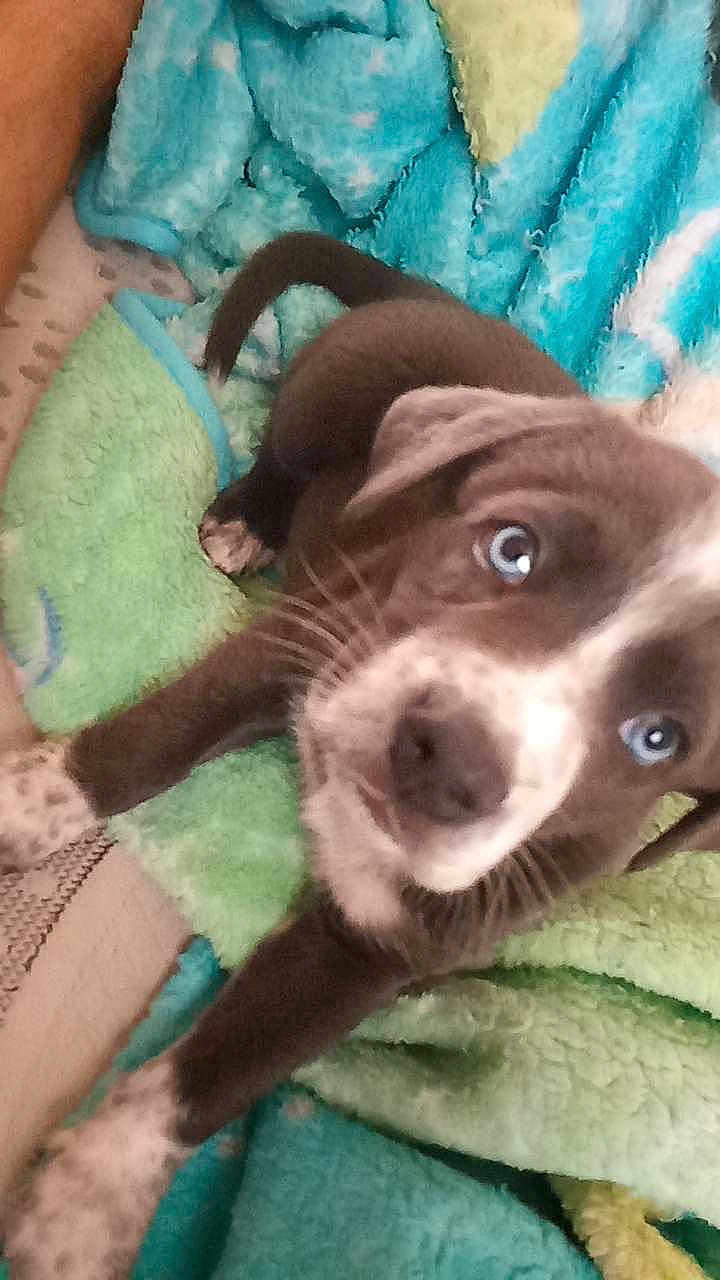 Bear