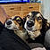 Pirate Et Roxie
