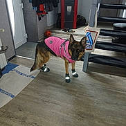 Simba a rejoint le concours — aidez-le/la à gagner de superbes lots ! dog, german_shepherd, pink_jacket, booties, indoor, floor, staircase, coat, tote_bag, wooden_floor, pet_clothing, animal, domestic_dog, reflective, curious, house, home_interior, pet, footwear, standing