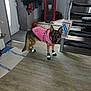 dog, german_shepherd, pink_jacket, booties, indoor, floor, staircase, coat, tote_bag, wooden_floor, pet_clothing, animal, domestic_dog, reflective, curious, house, home_interior, pet, footwear, standing