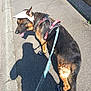 dog, german_shepherd, leash, sidewalk, pavement, dog_shoes, visor, sunlight, shadow, pet, walking, outdoor, canine, tongue_out, harness, street, summer, animal, daytime, shadow_of_person