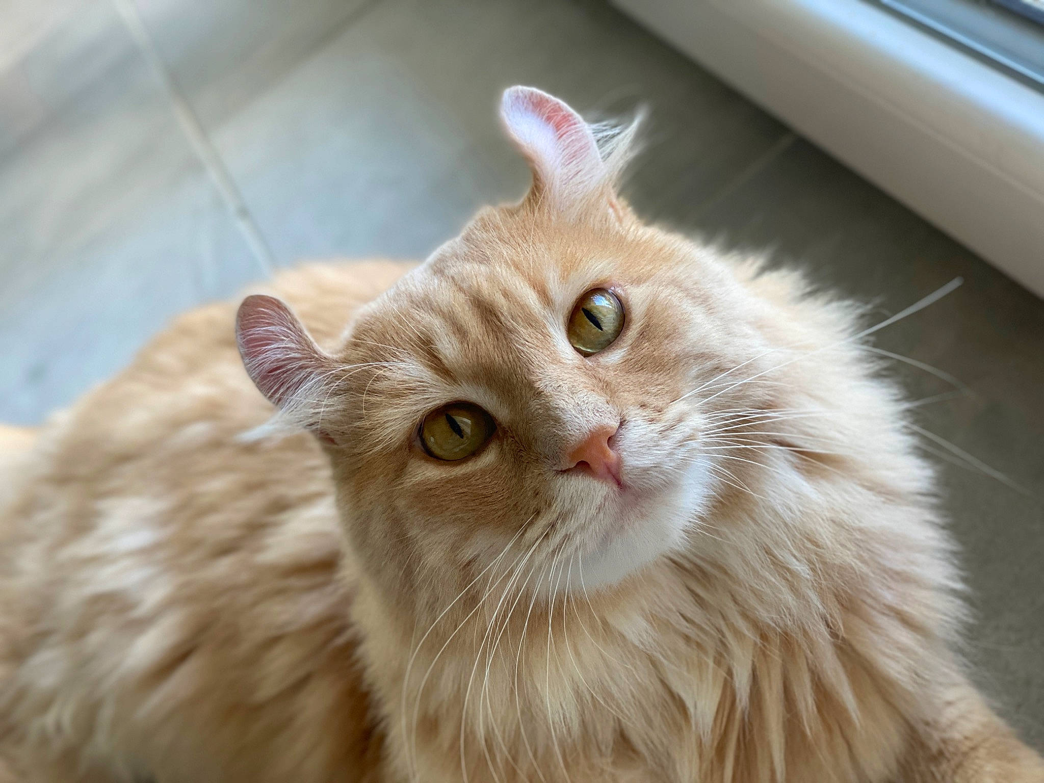 Roméo participe au concours pour gagner de l'argent avec cette photo : carnivore, cat, domestic_short_haired_cat, eye, fawn, felidae, fur, hair, head, plant, small_to_medium_sized_cats, snout, terrestrial_animal, whiskers, window, wood