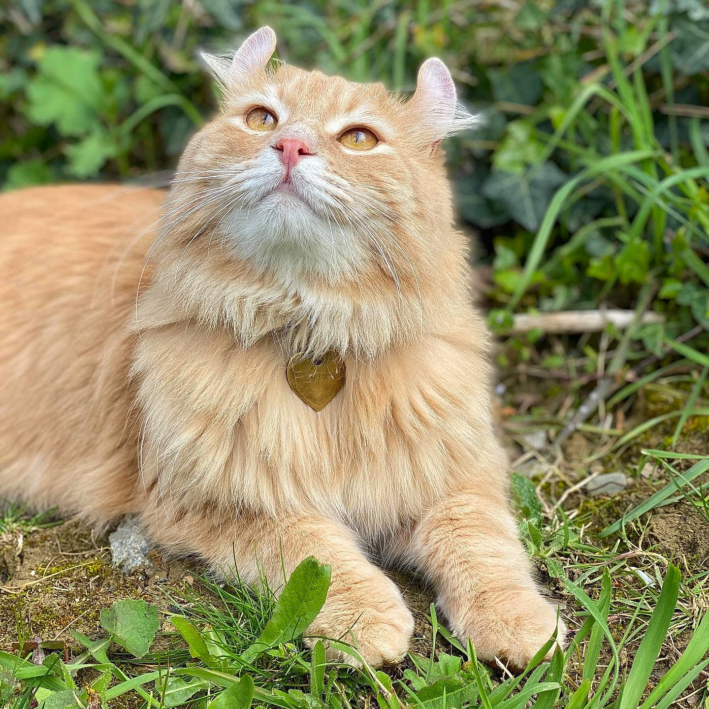 Roméo a rejoint le concours — aidez-le/la à gagner de superbes lots ! carnivore, cat, claw, fawn, felidae, fur, grass, grassland, groundcover, natural_landscape, plant, small_to_medium_sized_cats, snout, tail, terrestrial_animal, tree, trunk, whiskers, wildlife, wood