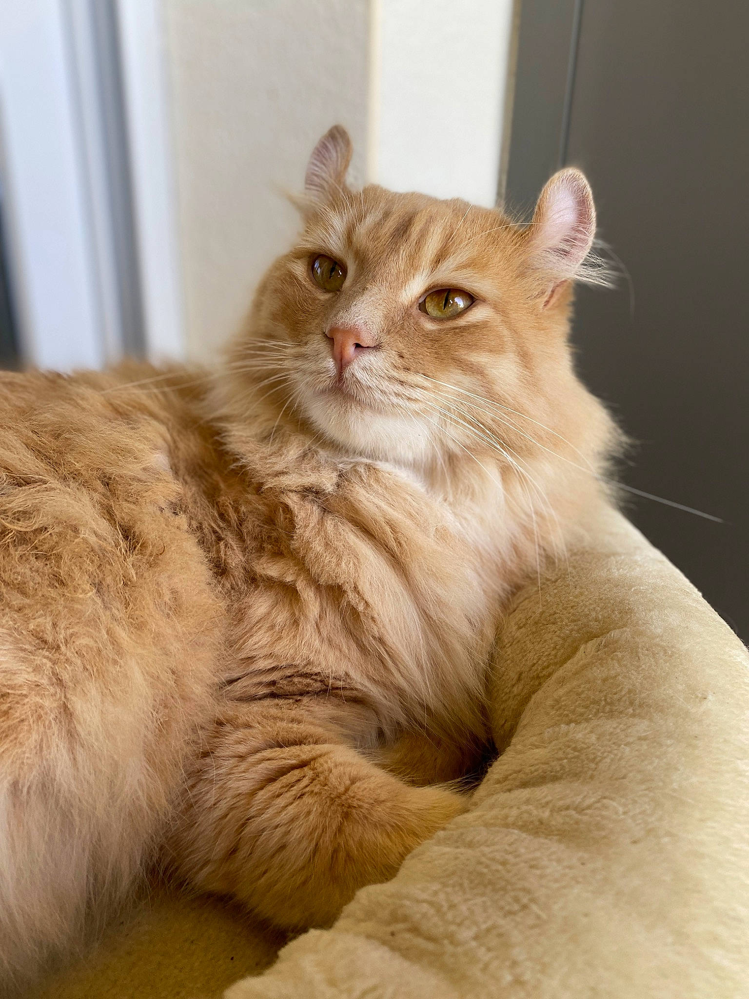 Roméo participe au concours pour gagner de l'argent avec cette photo : carnivore, cat, claw, comfort, ear, eye, fawn, felidae, fur, small_to_medium_sized_cats, snout, terrestrial_animal, whiskers, window