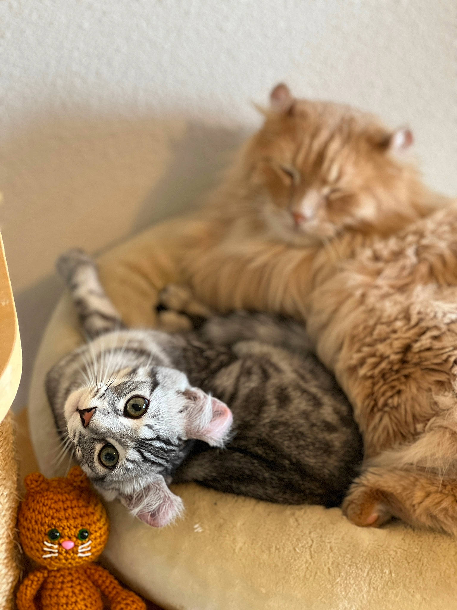 Tao participe au concours pour gagner de l'argent avec cette photo : carnivore, cat, claw, comfort, domestic_short_haired_cat, fawn, felidae, fur, mammal, nap, paw, sleep, small_to_medium_sized_cats, snout, stuffed_toy, tail, terrestrial_animal, toy, vertebrate, whiskers