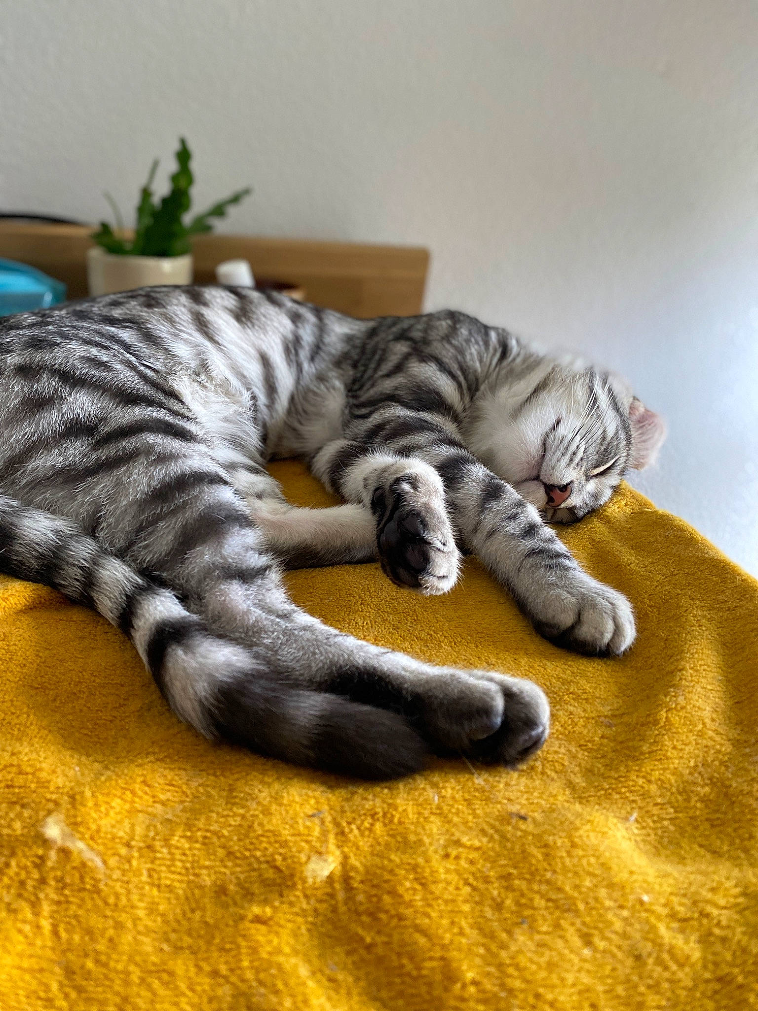 Tao a rejoint le concours — aidez-le/la à gagner de superbes lots ! carnivore, cat, claw, comfort, domestic_short_haired_cat, fawn, felidae, flooring, fur, grey, hardwood, houseplant, paw, plant, small_to_medium_sized_cats, snout, tail, terrestrial_animal, whiskers, wood