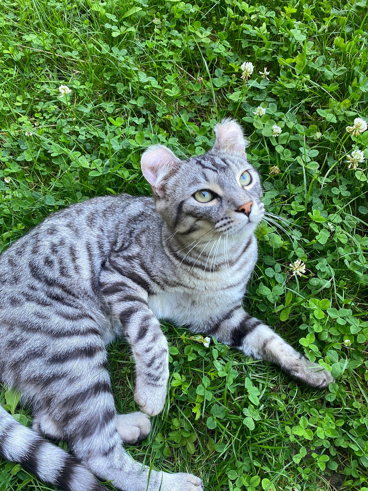 Tao a rejoint le concours — aidez-le/la à gagner de superbes lots ! carnivore, cat, domestic_short_haired_cat, fawn, felidae, fur, garden, grass, groundcover, lawn_ornament, paw, plant, shrub, small_to_medium_sized_cats, snout, tail, terrestrial_animal, tree, whiskers, wildlife