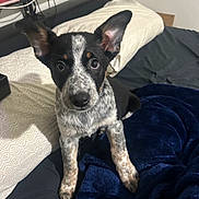 Blue joined the competition — help win amazing prizes! dog, puppy, bed, blanket, pillow, ears, eyes, nose, fur, paw, indoor, bedroom, blue_blanket, black_and_white_fur, speckled, looking_at_camera, young_dog, cozy, mischievous, portrait