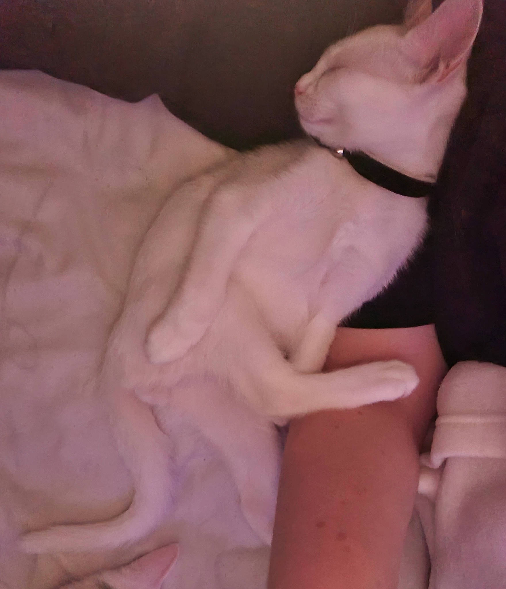 Wade joined the competition — help win amazing prizes! carnivore, comfort, companion_dog, dog, dog_breed, ear, fawn, felidae, foot, gesture, human_leg, nail, neck, paw, pink, small_to_medium_sized_cats, snout, tail, trunk, whiskers