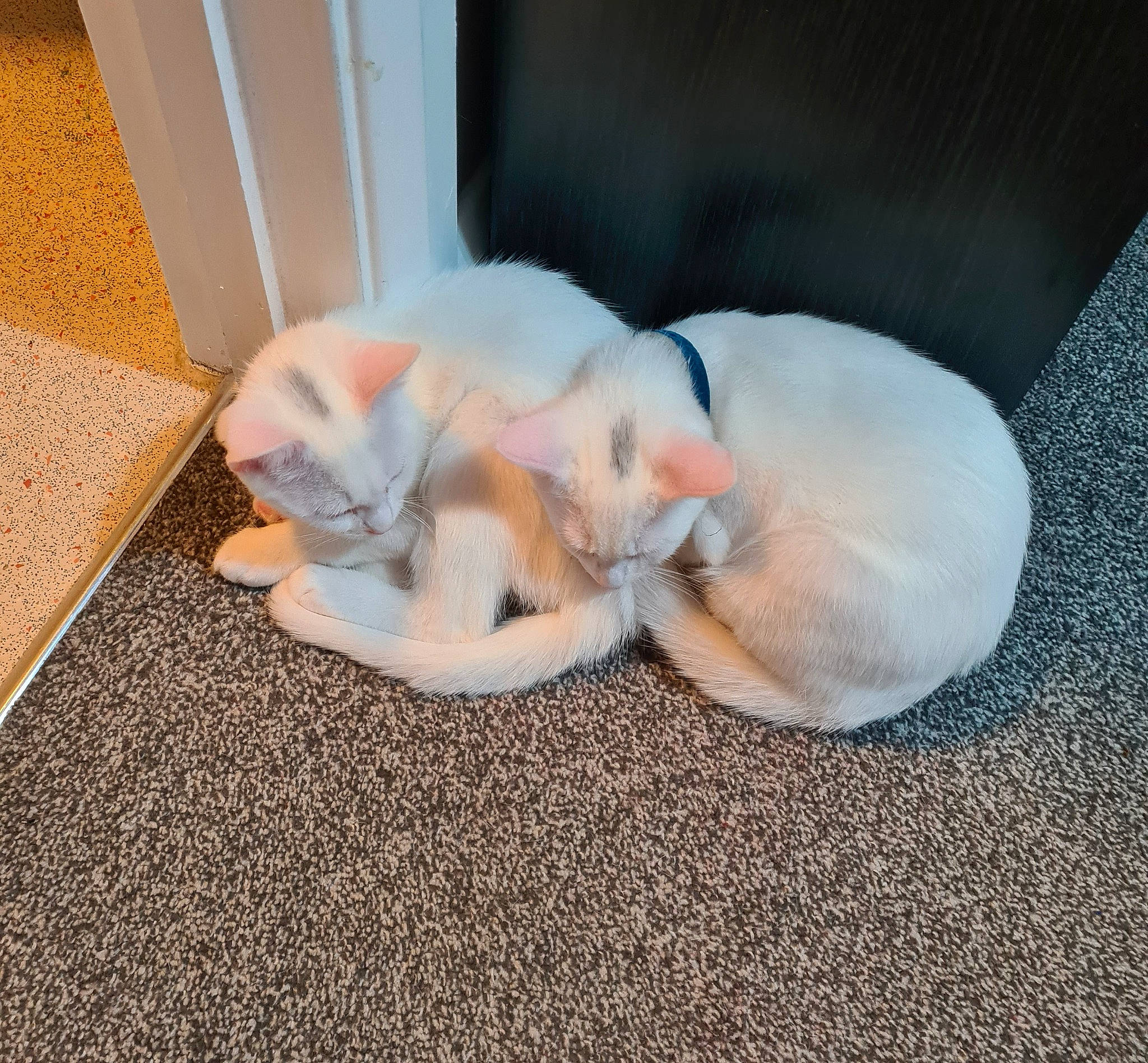 Julian is registered to the contest to win money with this photo: carnivore, cat, claw, comfort, companion_dog, dog_breed, domestic_short_haired_cat, fawn, felidae, floor, flooring, fur, hardwood, nap, paw, small_to_medium_sized_cats, snout, tail, whiskers, wood