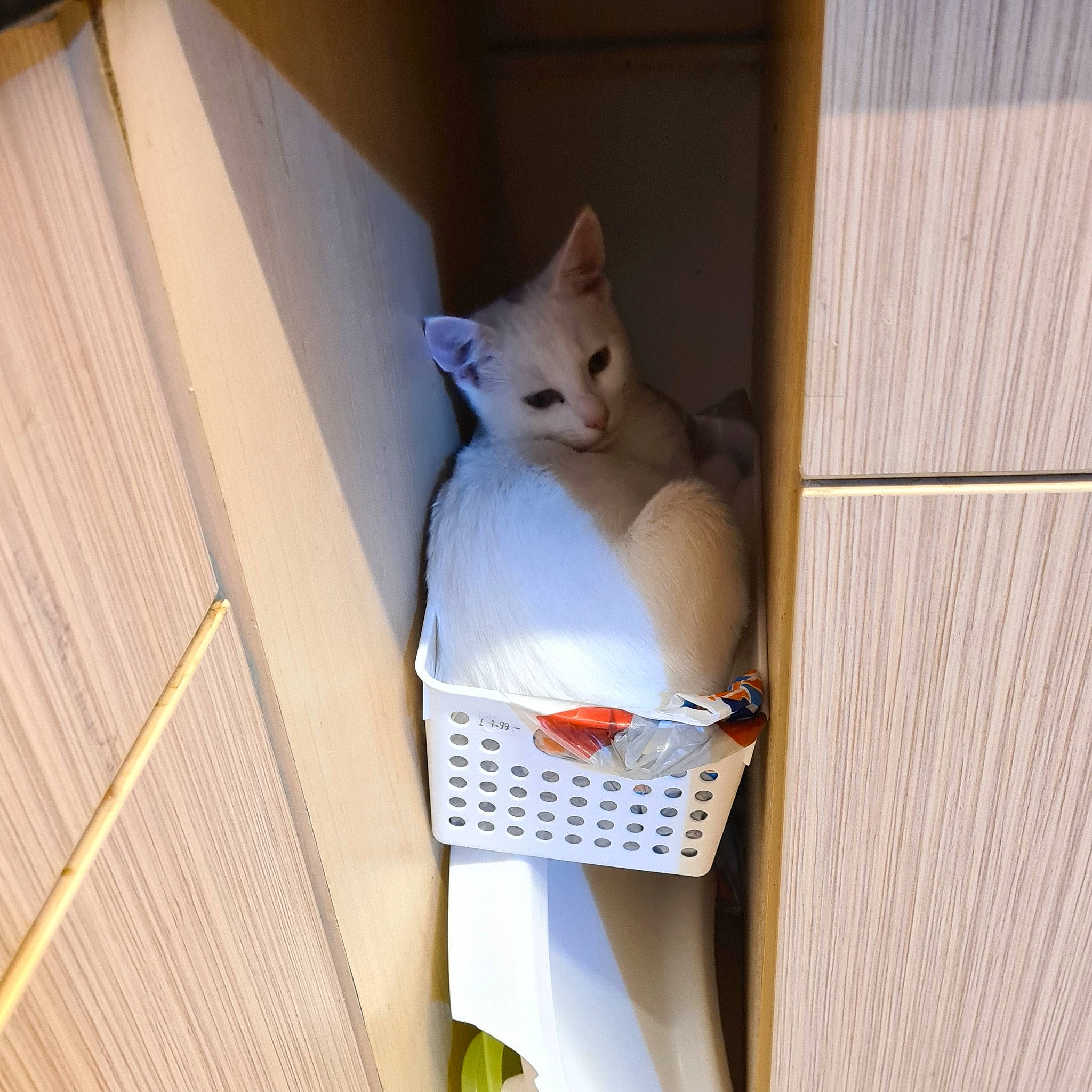 Julian joined the competition — help win amazing prizes! box, cardboard, carnivore, cat, cat_supply, domestic_short_haired_cat, fawn, felidae, hardwood, packing_materials, paper_product, pet_supply, plywood, room, shelf, shelving, small_to_medium_sized_cats, tail, whiskers, wood