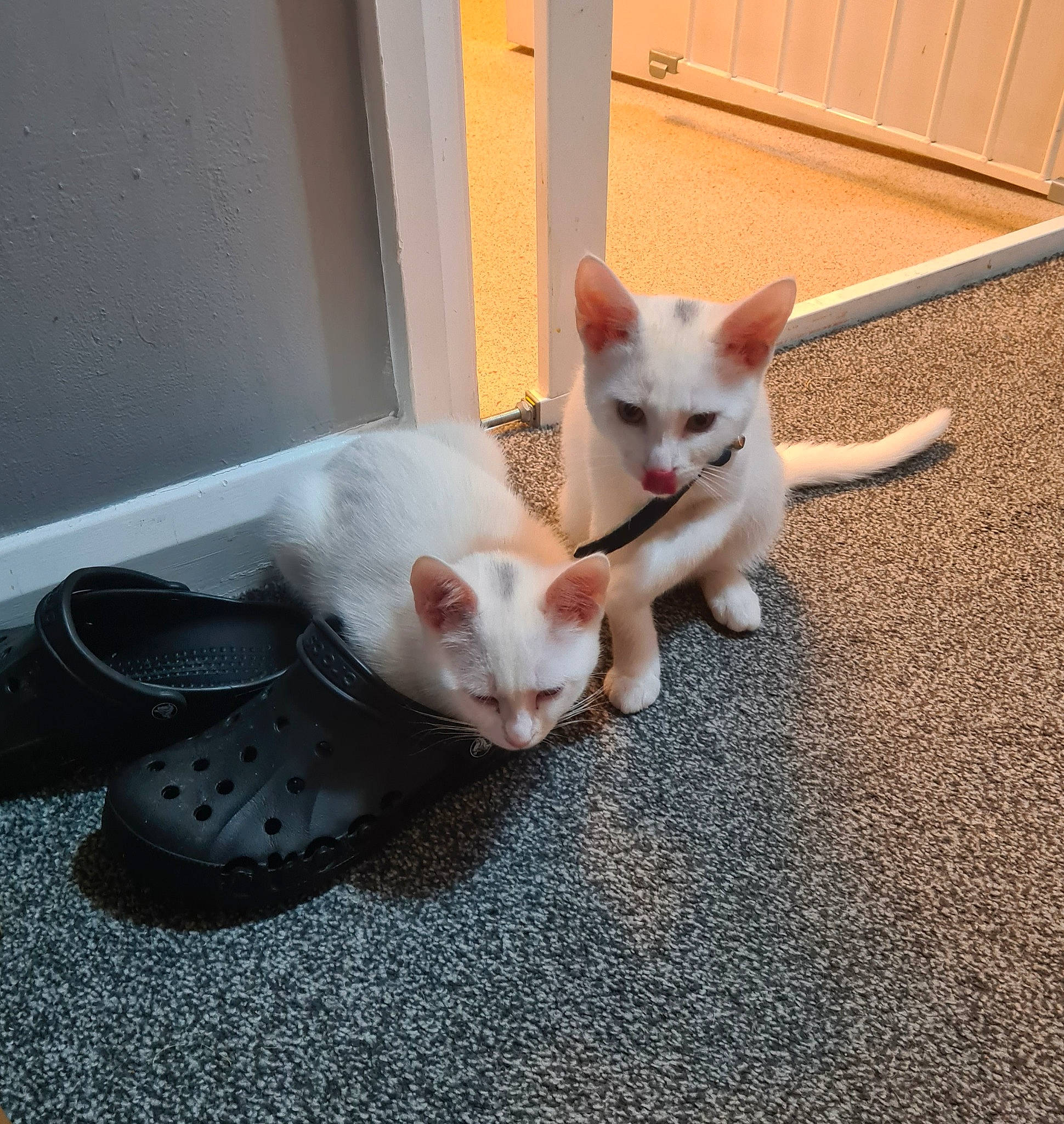 Julian joined the competition — help win amazing prizes! asphalt, carnivore, cat, claw, comfort, domestic_short_haired_cat, fawn, felidae, flooring, foot, fur, mammal, paw, road_surface, small_to_medium_sized_cats, tail, whiskers