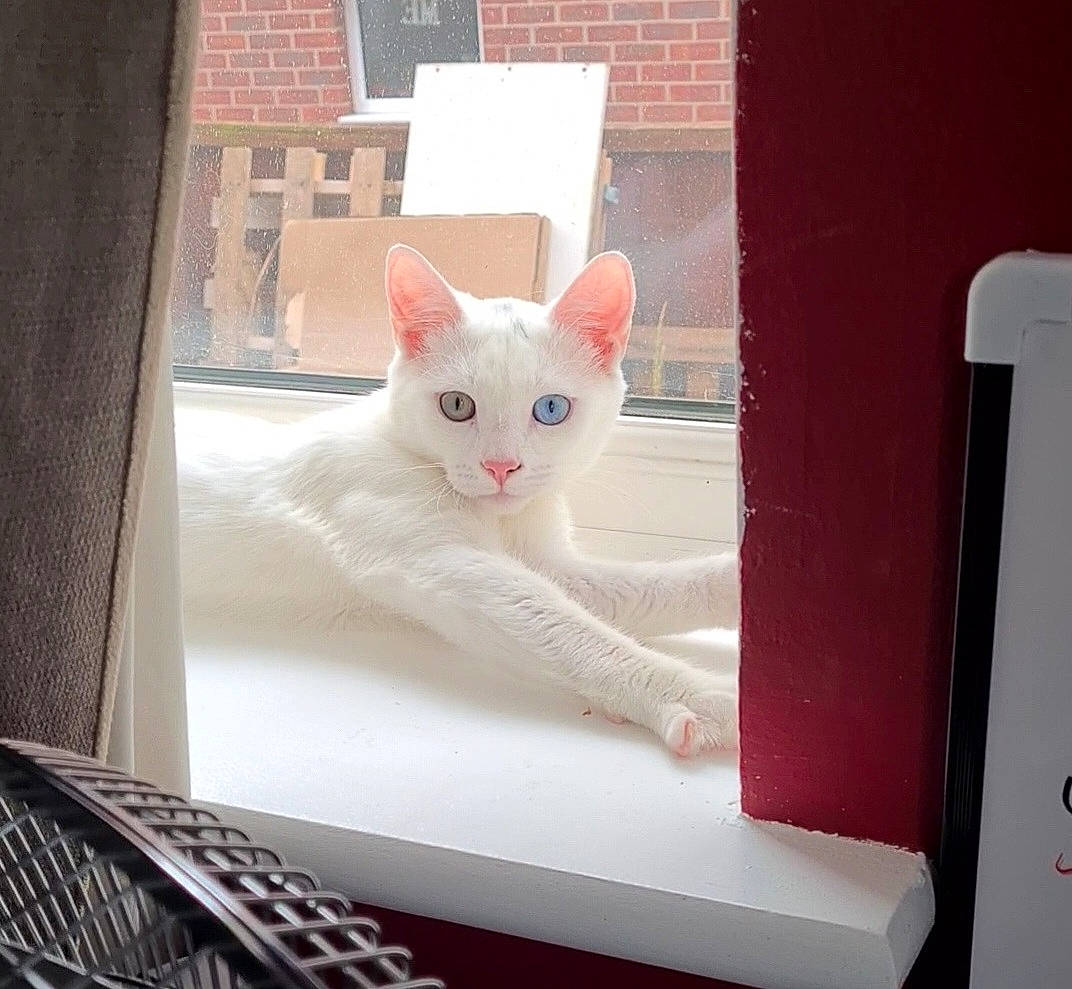 Beck joined the competition — help win amazing prizes! carnivore, cat, domestic_short_haired_cat, felidae, fur, pattern, paw, shelf, small_to_medium_sized_cats, tail, whiskers, wood