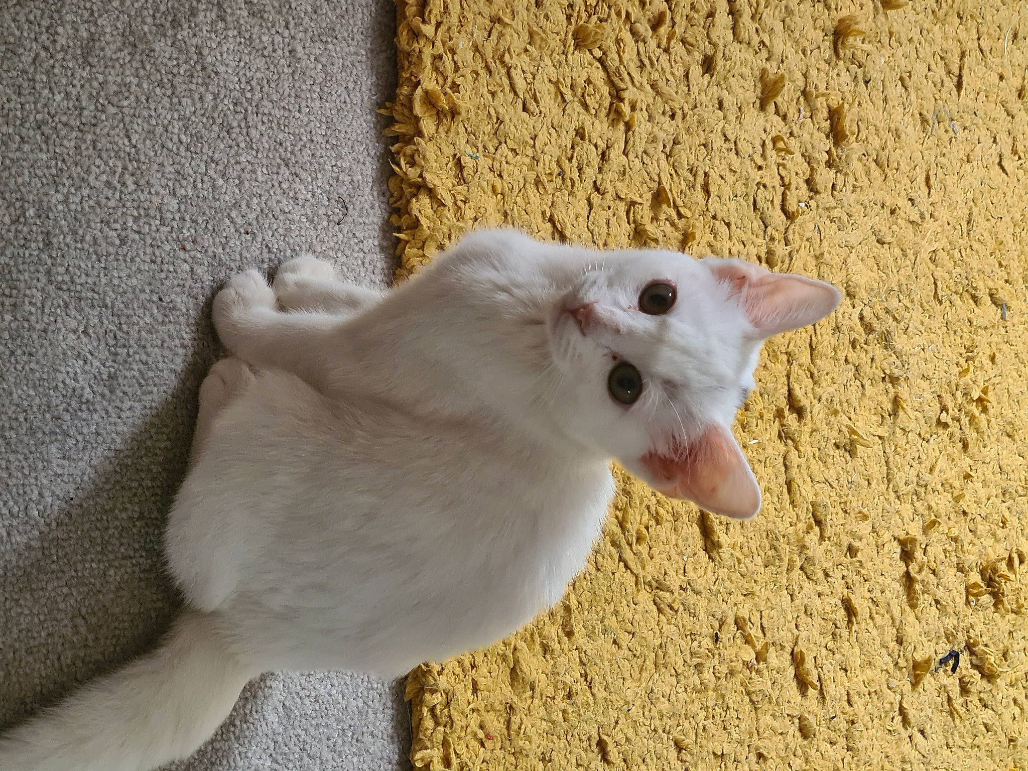 Kamie joined the competition — help win amazing prizes! carnivore, cat, devon_rex, domestic_short_haired_cat, ear, fang, fawn, felidae, fur, paw, small_to_medium_sized_cats, snout, tail, terrestrial_animal, whiskers