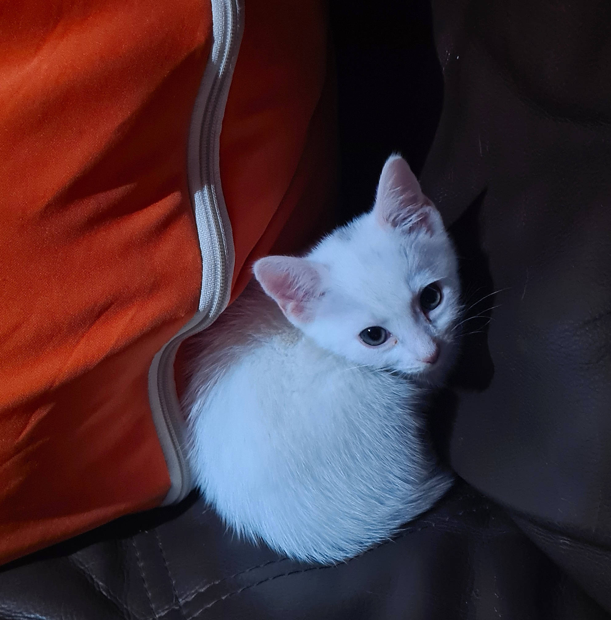 Kamie is registered to the contest to win money with this photo: carnivore, cat, claw, comfort, domestic_short_haired_cat, ear, eye, felidae, fur, head, paw, small_to_medium_sized_cats, snout, tail, whiskers