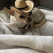 Zeke joined the competition — help win amazing prizes! chihuahua, dog, pet, blanket, hat, cowboy_hat, small_dog, indoor, cozy, cute, animal, fur, resting, canine, portrait, mammal, domestic_animal, comfortable, brown, white