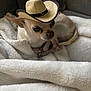 chihuahua, dog, pet, blanket, hat, cowboy_hat, small_dog, indoor, cozy, cute, animal, fur, resting, canine, portrait, mammal, domestic_animal, comfortable, brown, white