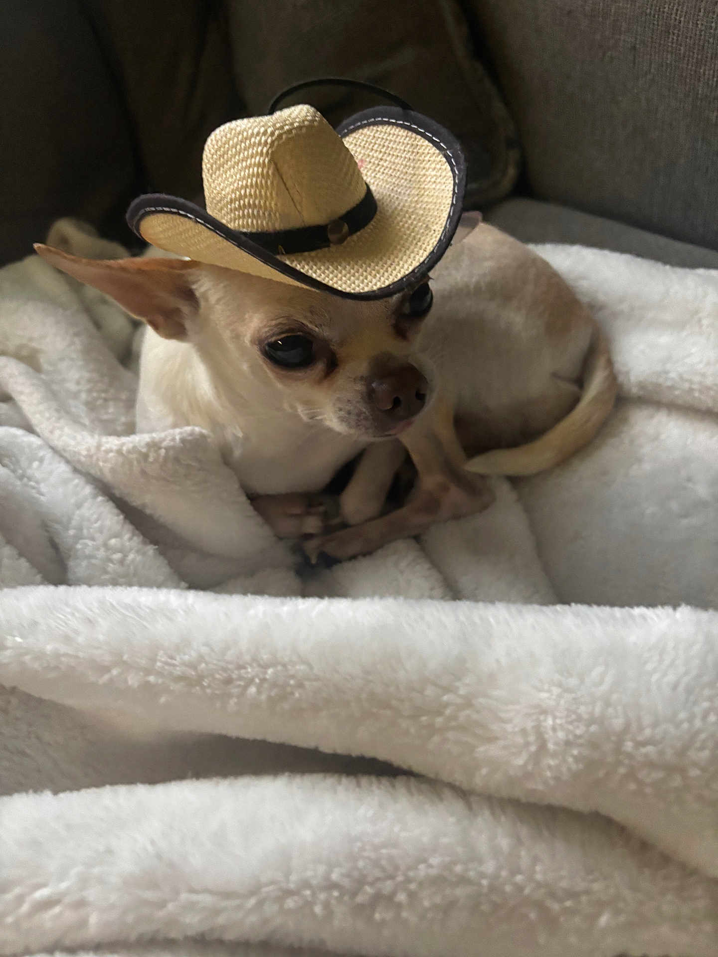 Zeke joined the competition — help win amazing prizes! chihuahua, dog, pet, blanket, hat, cowboy_hat, small_dog, indoor, cozy, cute, animal, fur, resting, canine, portrait, mammal, domestic_animal, comfortable, brown, white
