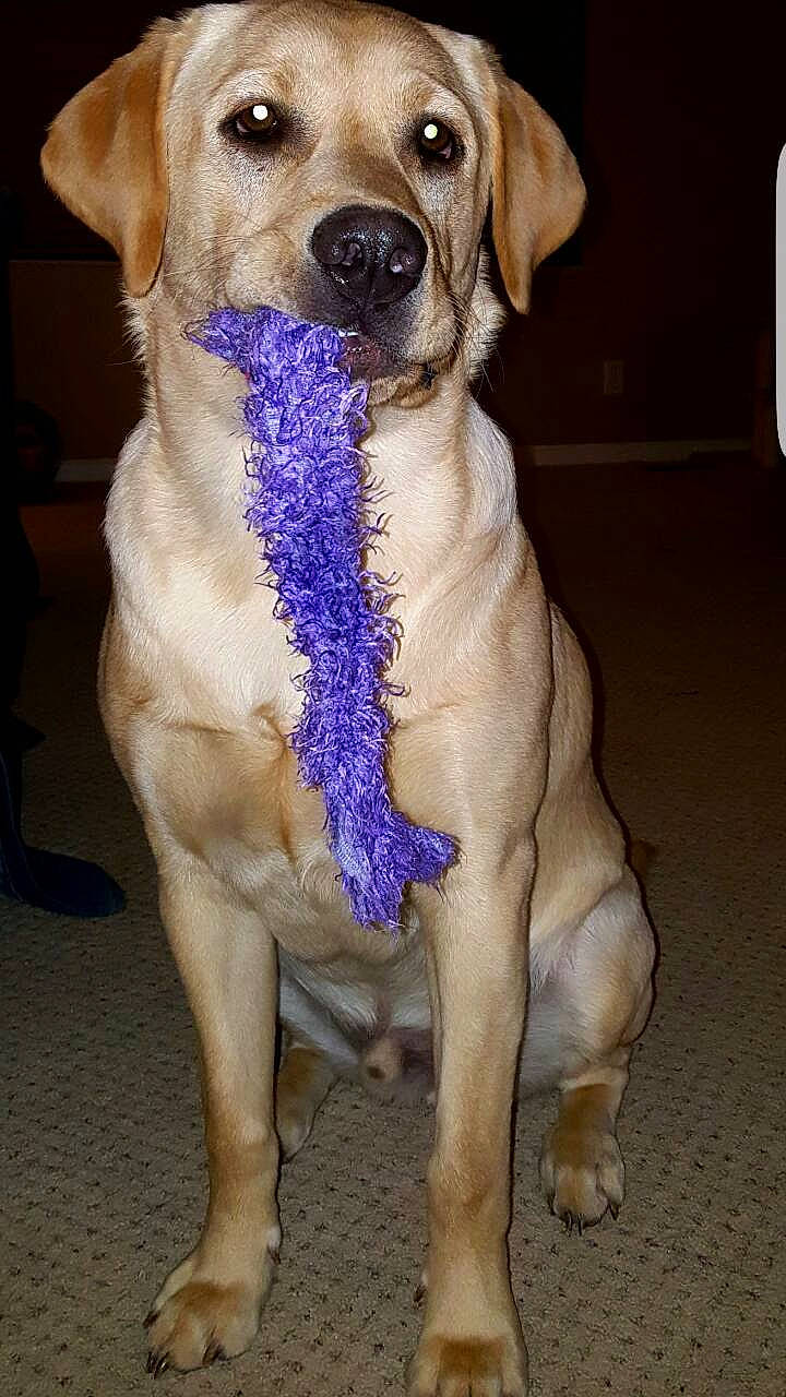 Hercules is registered to the contest to win money with this photo: beagador, canidae, carnivore, companion_dog, dog, dog_breed, fawn, golden_retriever, labrador_retriever, mammal, puppy, retriever, snout, sporting_group