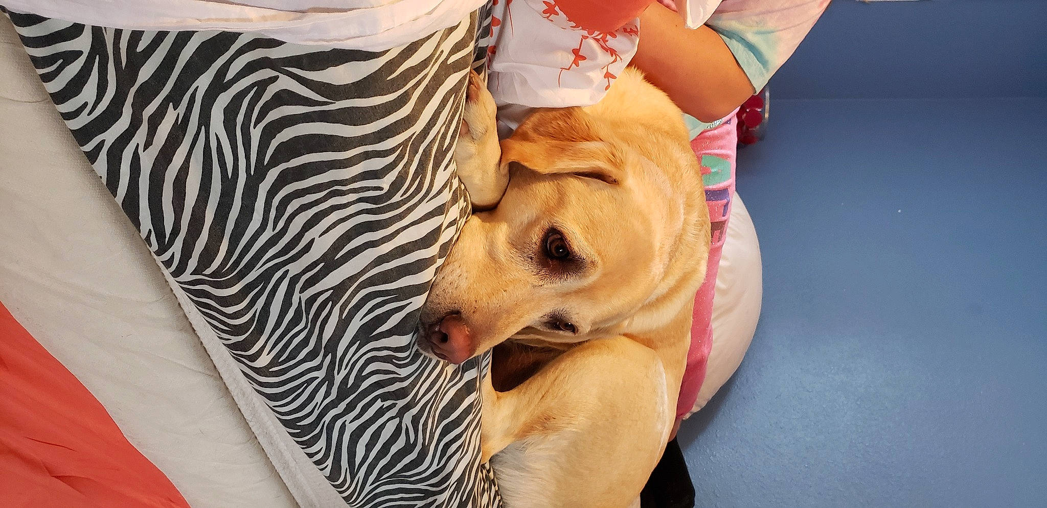 Hercules is registered to the contest to win money with this photo: canidae, carnivore, companion_dog, dog, dog_breed, fawn, non_sporting_group, retriever, sporting_group