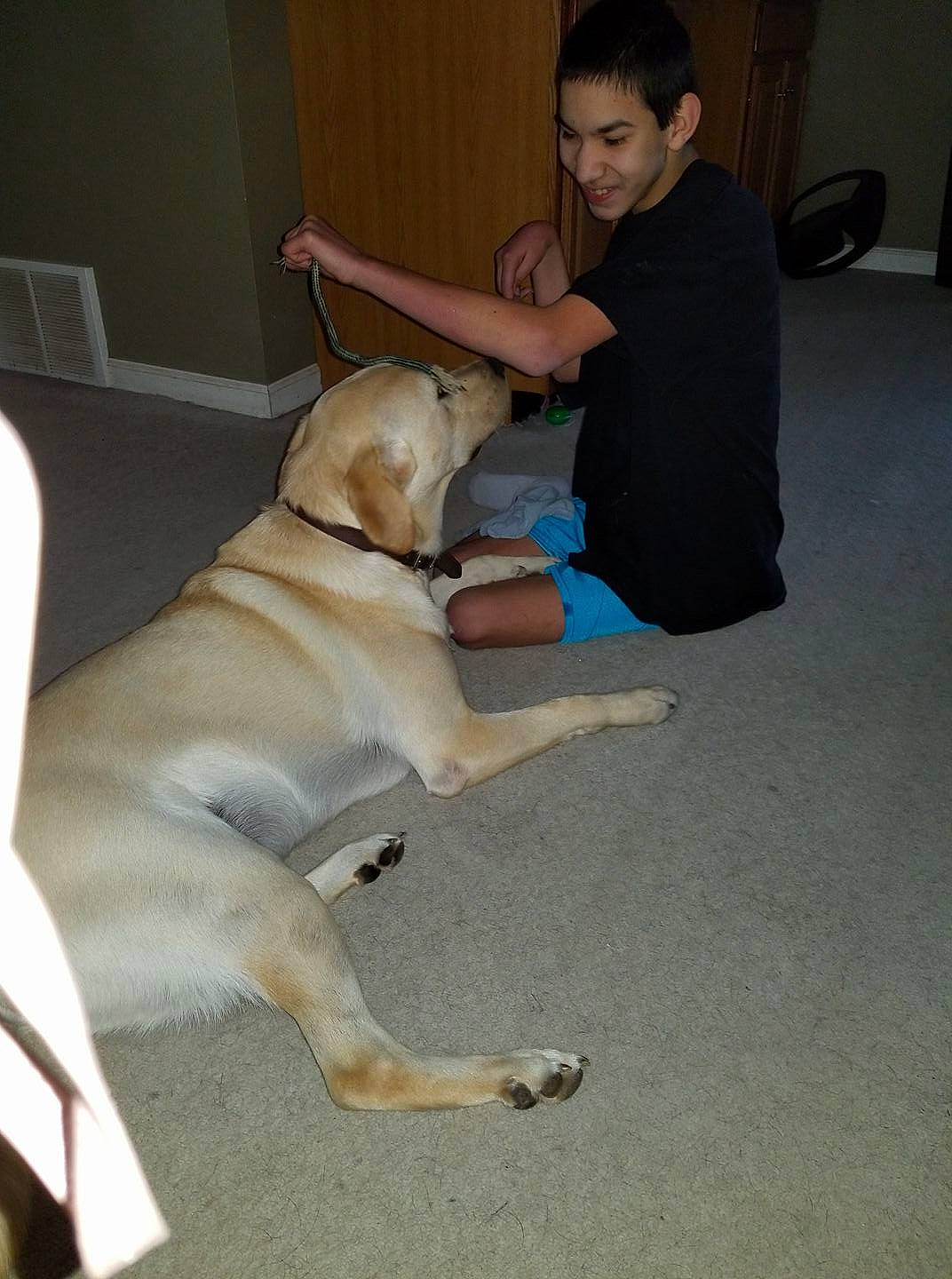 Hercules is registered to the contest to win money with this photo: anatolian_shepherd_dog, canidae, carnivore, companion_dog, dog, dog_breed, fawn, floor, flooring, labrador_retriever, leg, mammal, retriever, snout, sporting_group, vertebrate