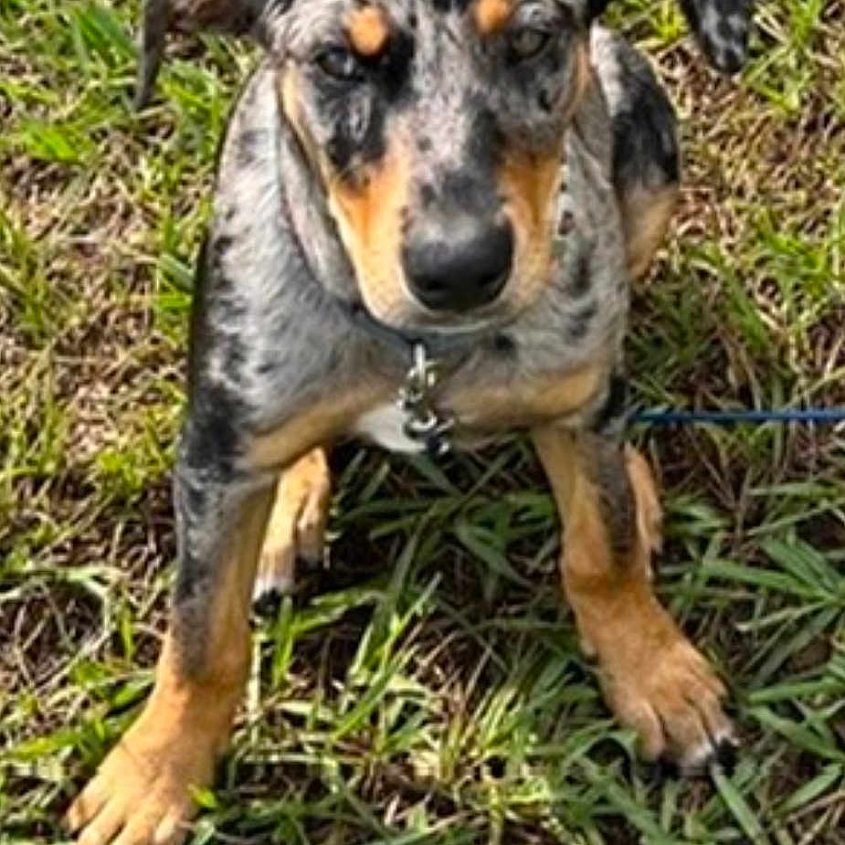 Whiskey joined the competition — help win amazing prizes! animal, ball, beagle, bostonbull, boxer, bulldog, canine, chihuahua, dalmatian, dog, germanshepherd, grass, greatdane, hound, labradorretriever, pet, plant, puppy, sport, tennis