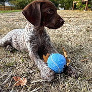 Bruno joined the competition — help win amazing prizes! puppy, dog, tennis_ball, grass, dry_grass, autumn_leaves, outdoor, backyard, fence, tree, brown, speckled, paw, animal, pet, young_dog, nature, playing, closeup, daylight