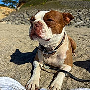 Rusty is registered to the contest to win money with this photo: dog, beach, sand, sunlight, leash, collar, house, rocky_embankment, outdoor, pet, canine, daytime, relaxed, brown_and_white, closeup, paw, shadow, sky, nature, companion