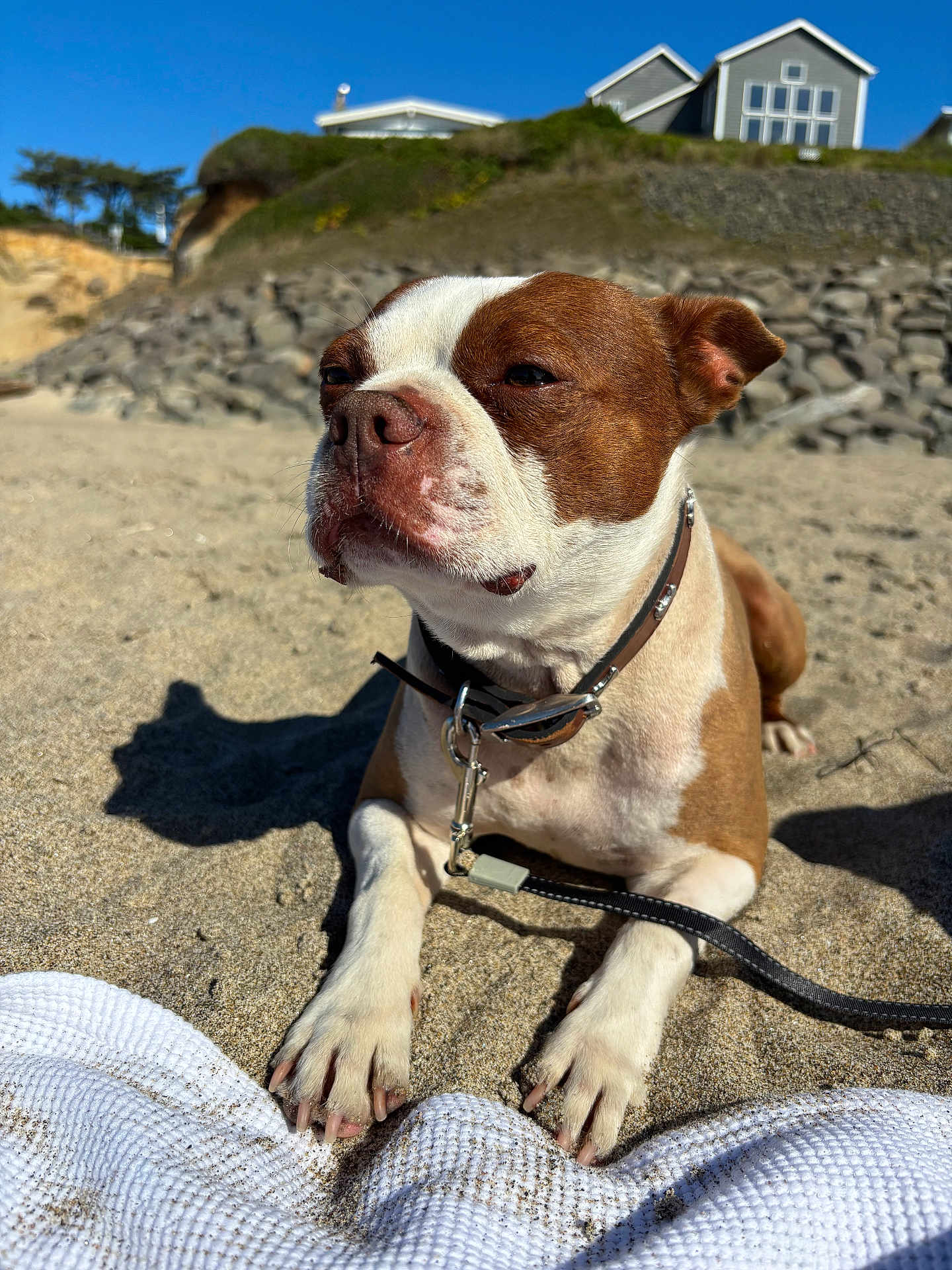 Rusty is registered to the contest to win money with this photo: dog, beach, sand, sunlight, leash, collar, house, rocky_embankment, outdoor, pet, canine, daytime, relaxed, brown_and_white, closeup, paw, shadow, sky, nature, companion