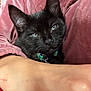 black_cat, kitten, blue_eyes, pet, animal, cozy, soft_fabric, pink_clothing, human_arm, close_up, resting, domestic_cat, indoor, collar, fur, whiskers, cute, comfort, snuggle, portrait