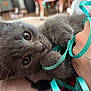 kitten, gray_cat, cute, playful, ribbon, paws, close_up, indoor, pet, animal, feline, curious, soft_fur, young_cat, whiskers, toy, cozy, blurred_background, hand, narrow_depth_of_field