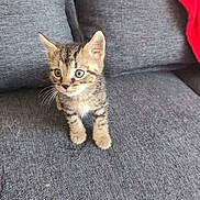 Berlioz participe au concours pour gagner de l'argent avec cette photo : kitten, cat, tabby, animal, pet, couch, sofa, gray, red_cushion, indoor, sitting, standing, front_view, fluffy, fur, whiskers, ears, eyes, portrait, furniture