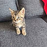 kitten, cat, tabby, animal, pet, couch, sofa, gray, red_cushion, indoor, sitting, standing, front_view, fluffy, fur, whiskers, ears, eyes, portrait, furniture