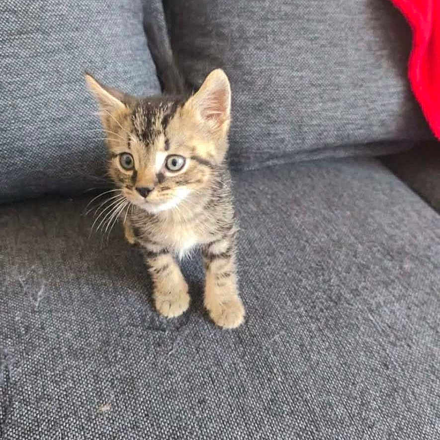 Berlioz participe au concours pour gagner de l'argent avec cette photo : kitten, cat, tabby, animal, pet, couch, sofa, gray, red_cushion, indoor, sitting, standing, front_view, fluffy, fur, whiskers, ears, eyes, portrait, furniture