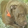 Buster is registered to the contest to win money with this photo: dog, brown_dog, sleeping, resting, curled_up, wrinkled, short_hair, red_collar, grass, outdoor, close_up, pet, canine, snout, paws, floppy_ears, fawn_coat, relaxed, nap, portrait