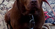 Buster is registered to the contest to win money with this photo: dog, brown_dog, canine, pet, sitting, portrait, close_up, short_hair, floppy_ears, brown_eyes, black_nose, collar, chain, outdoor, blanket, textile, rocky_ground, front_facing, serious_expression, animal_photography