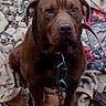 dog, brown_dog, canine, pet, sitting, portrait, close_up, short_hair, floppy_ears, brown_eyes, black_nose, collar, chain, outdoor, blanket, textile, rocky_ground, front_facing, serious_expression, animal_photography
