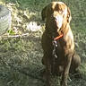 Buster is registered to the contest to win money with this photo: dog, brown_dog, pet, canine, sitting, grass, outdoors, backyard, orange_collar, leash, tire, sunlight, shadow, animal, portrait, looking_at_camera, long_ears, short_fur, lawn, vintage_photo