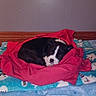 Alieyah Jane joined the competition — help win amazing prizes! puppy, dog, black_and_white, sleeping, curled_up, blanket, red_blanket, bed, bedding, bedroom, cozy, indoors, resting, pet, animal, portrait, tuxedo_markings, floppy_ears, patterned_fabric, nap