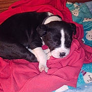 Alieyah Jane is registered to the contest to win money with this photo: puppies, dogs, sleeping, black_and_white, pet, animal, blanket, pink_blanket, blue_blanket, cozy, indoors, bed, cuddling, resting, closed_eyes, white_paws, floppy_ears, portrait, cute, home
