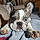 Winston