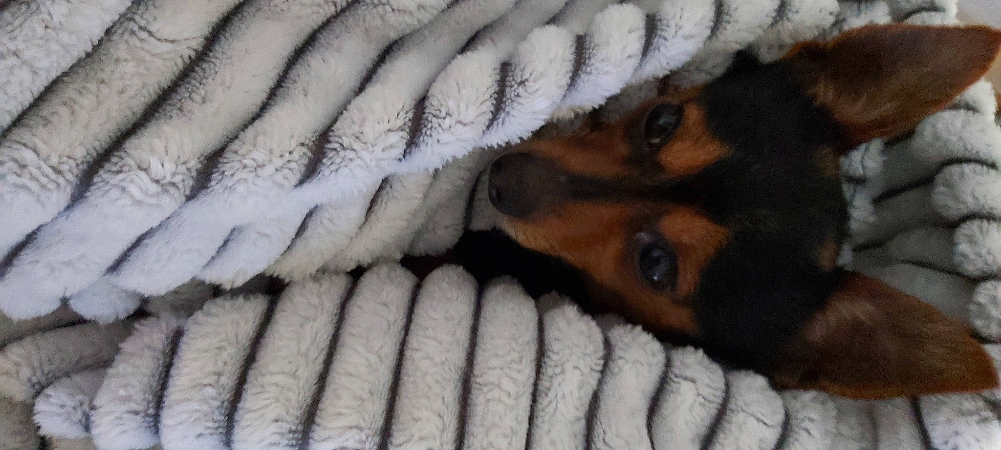 Missy participe au concours pour gagner de l'argent avec cette photo : barefoot, carnivore, close_up, comfort, companion_dog, dog, dog_breed, felidae, finger, flooring, foot, fur, grey, hand, linens, nail, skin, whiskers, wood, wool