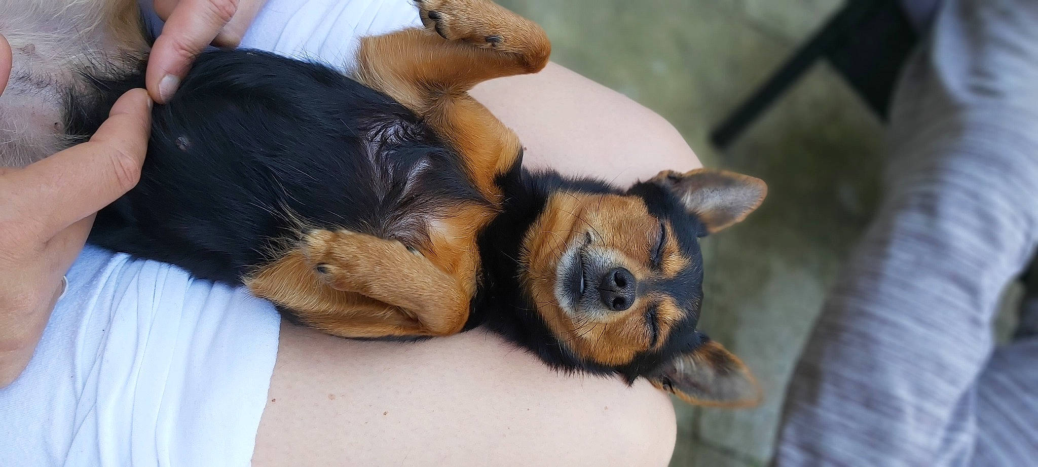 Missy a rejoint le concours — aidez-le/la à gagner de superbes lots ! beaglier, canidae, carnivore, claw, comfort, companion_dog, dog, dog_breed, ear, fawn, fur, nap, paw, sleep, snout, sporting_group, tail, terrestrial_animal, whiskers, working_dog