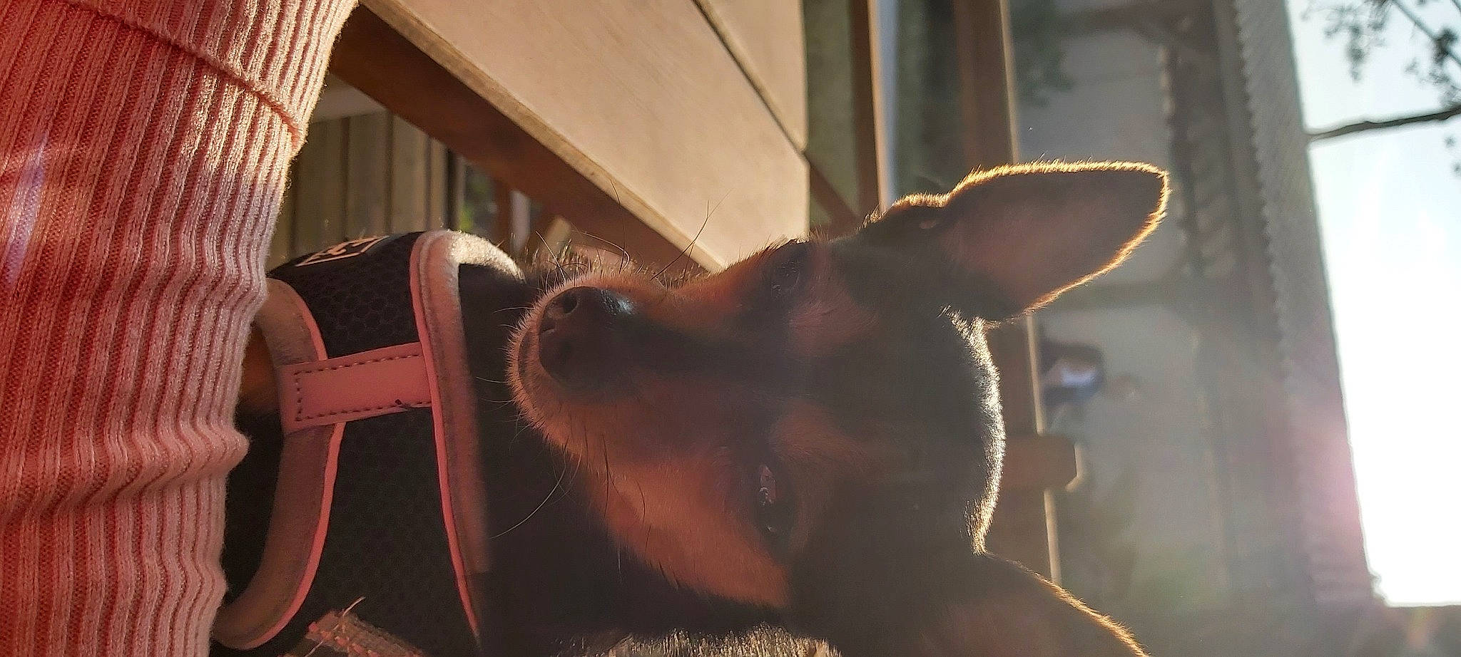 Missy participe au concours pour gagner de l'argent avec cette photo : brown, canidae, carnivore, companion_dog, dog, dog_breed, ear, fawn, flooring, fur, liver, snout, sporting_group, tail, tints_and_shades, toy_dog, whiskers, window, wood, working_animal