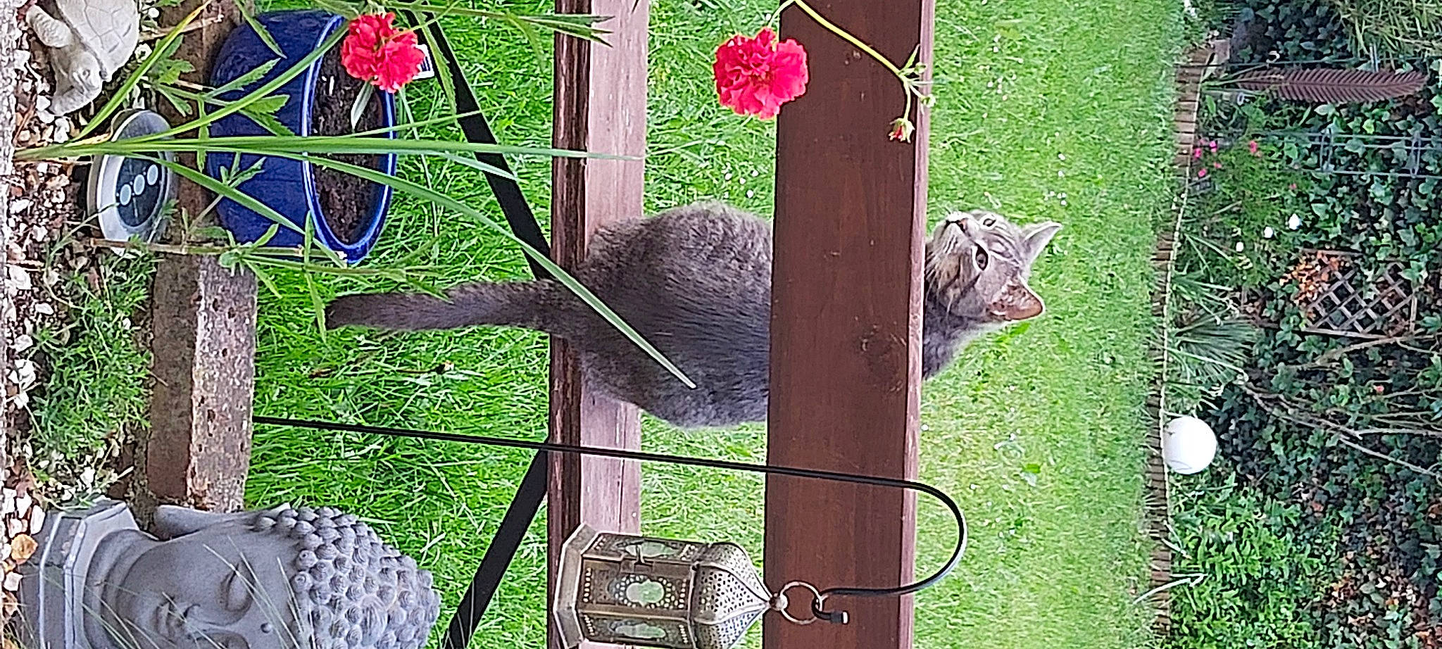 Tigrou a rejoint le concours — aidez-le/la à gagner de superbes lots ! art, bird_supply, fence, flower, flowerpot, font, glass, grass, mesh, metal, pet_supply, petal, plant, rodent, squirrel, tail, terrestrial_animal, wire, wire_fencing, wood