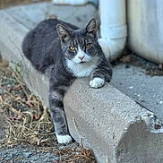 Thomasito is registered to the contest to win money with this photo: cat, gray_cat, white_paws, outdoor, concrete, parking_block, relaxed, animal, fur, yellow_eyes, sidewalk, urban, nature, grass, dry_leaves, paw, resting, mammal, street, closeup