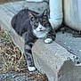 cat, gray_cat, white_paws, outdoor, concrete, parking_block, relaxed, animal, fur, yellow_eyes, sidewalk, urban, nature, grass, dry_leaves, paw, resting, mammal, street, closeup