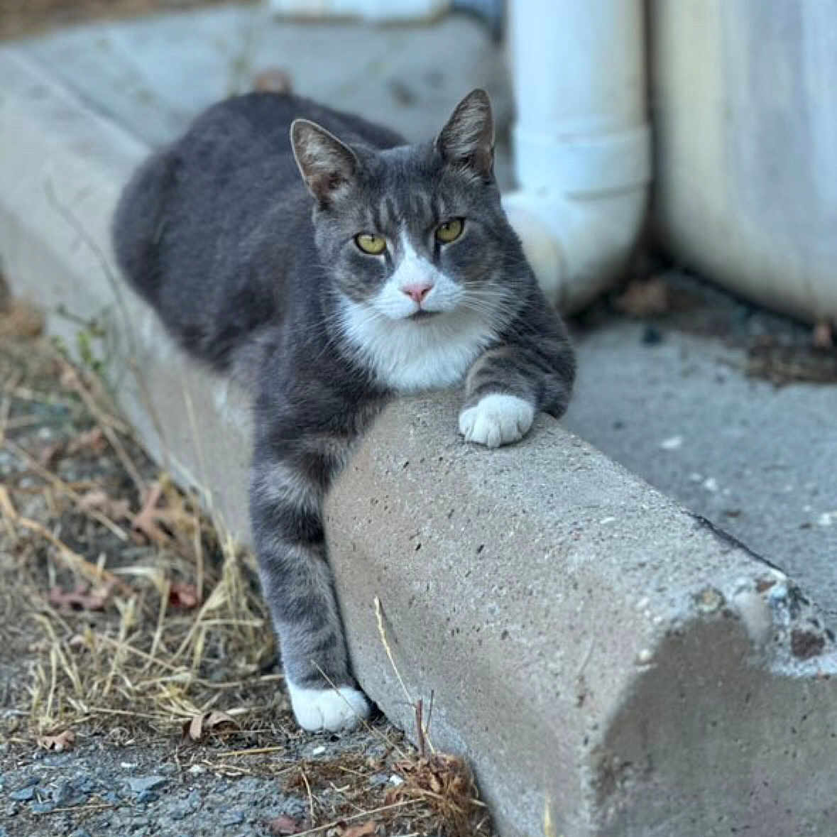 Thomasito is registered to the contest to win money with this photo: animal, cat, closeup, concrete, dry_leaves, fur, grass, gray_cat, mammal, nature, outdoor, parking_block, paw, relaxed, resting, sidewalk, street, urban, white_paws, yellow_eyes
