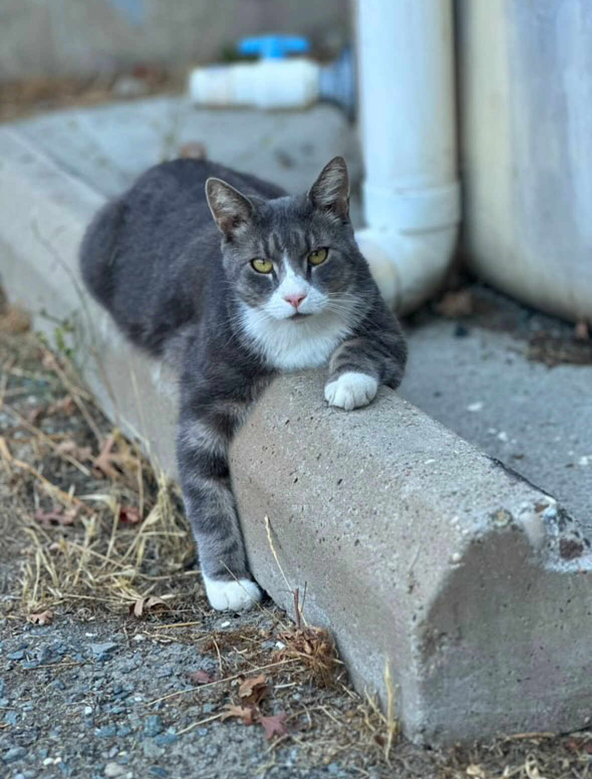 Thomasito is registered to the contest to win money with this photo: cat, gray_cat, white_paws, outdoor, concrete, parking_block, relaxed, animal, fur, yellow_eyes, sidewalk, urban, nature, grass, dry_leaves, paw, resting, mammal, street, closeup